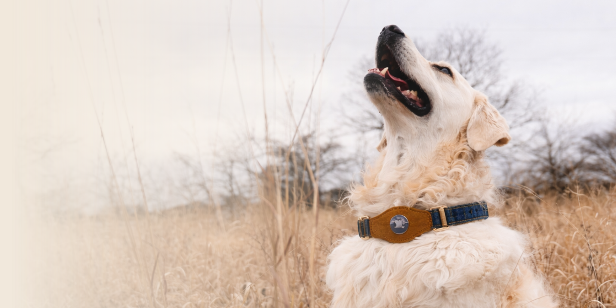 Heirloom Suede AirTag Dog Collar — Black & Coffee — product image 3