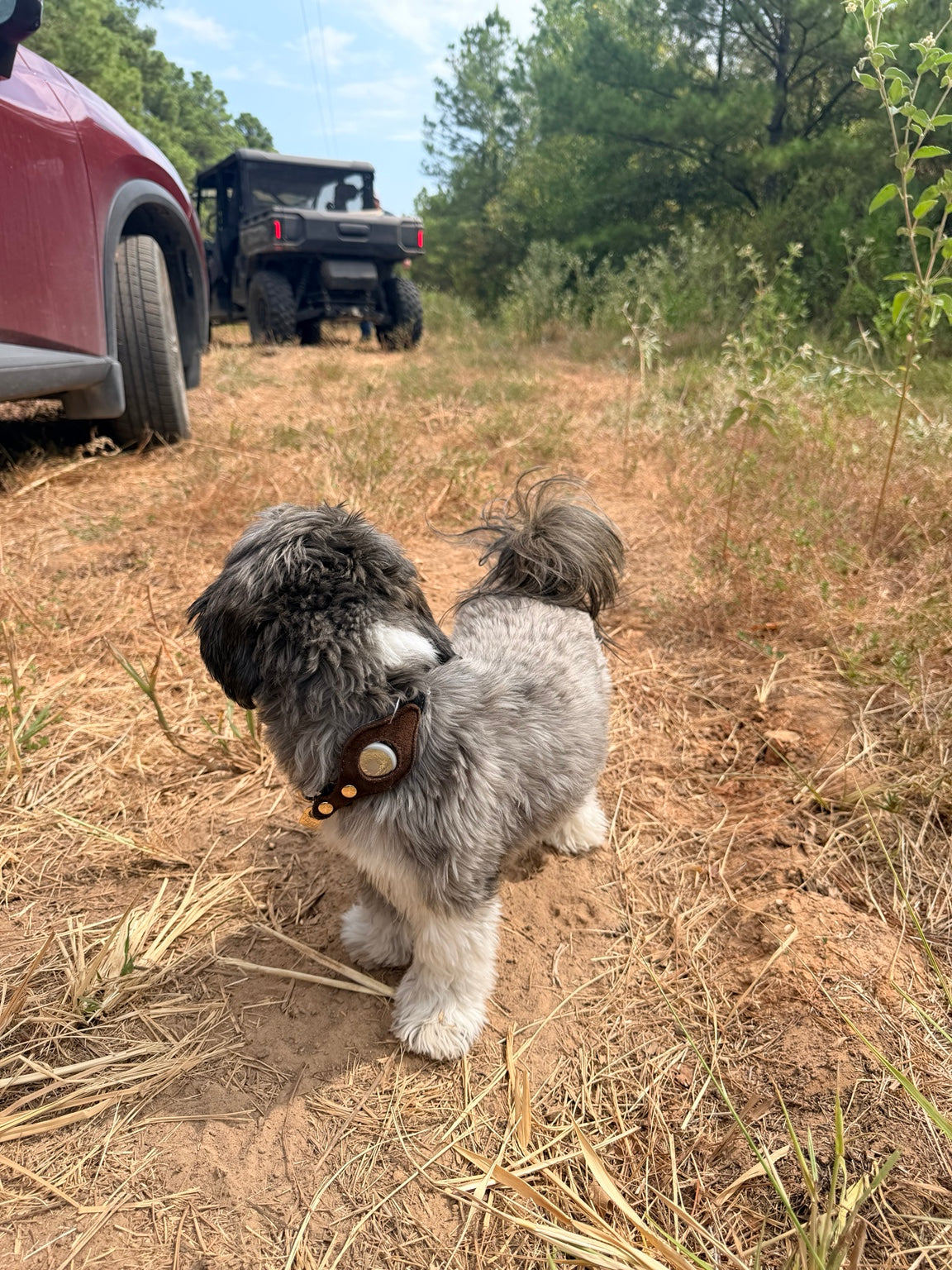 Dog wearing a TagIt AirTag collar outdoors on a trail
